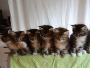 Head Bobbing Kittens