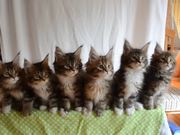 Head Bobbing Kittens