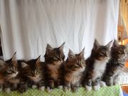 Head Bobbing Kittens