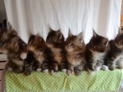 Head Bobbing Kittens