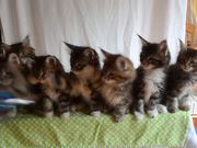 Head Bobbing Kittens