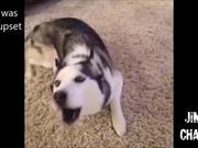 Another Vines Compilation