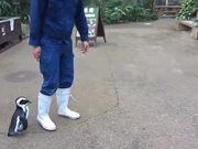 Penguin Chasing Zookeeper