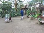 Penguin Chasing Zookeeper