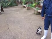 Penguin Chasing Zookeeper