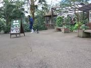 Penguin Chasing Zookeeper