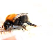 Bee Macro Slow Motion