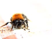 Bee Macro Slow Motion