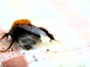 Bee Macro Slow Motion